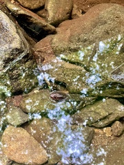 Desmognathus marmoratus