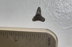 Lamniformes