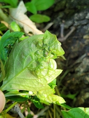 Dasineura parthenocissi