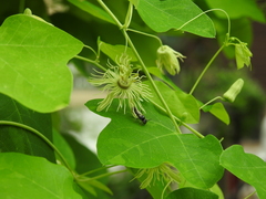 Protandrena passiflorae