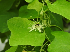 Protandrena passiflorae