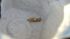 Eucosma conterminana