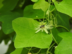 Protandrena passiflorae