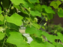 Protandrena passiflorae