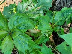 Dasineura parthenocissi