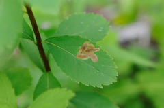 Agromyza valdorensis