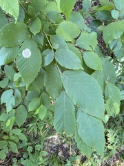 Cameraria corylisella