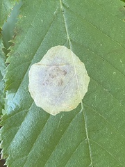 Cameraria corylisella