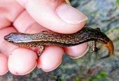 Scincella formosensis