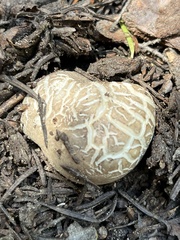 Handkea fumosa