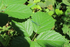 Coenagrion