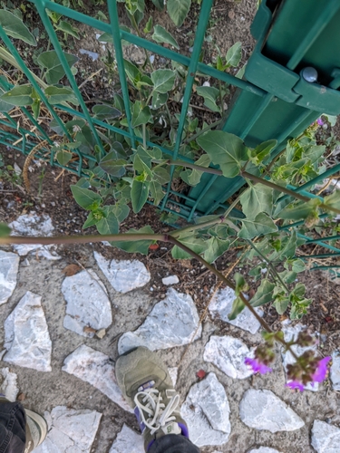 Image of Mirabilis viscosa by (c) Connor McInerney, some rights reserved (CC BY)