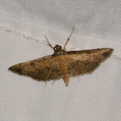Nacoleia charesalis