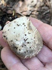 Handkea fumosa