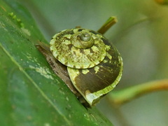 Cyclophoridae