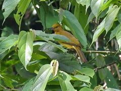 Hypsipetes everetti