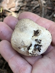 Handkea fumosa