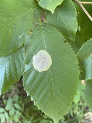 Cameraria corylisella