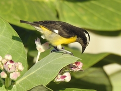 Coereba flaveola