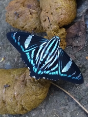 Phocides metrodorus nigrescens