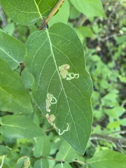 Aulagromyza cornigera