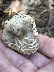 Handkea fumosa