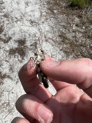 Pardalophora phoenicoptera