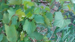 Vitis rupestris