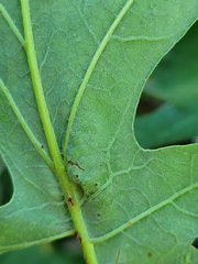 Andricus foliaformis