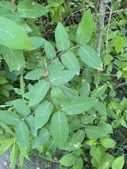 Aulagromyza cornigera