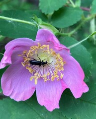 Grammoptera subargentata