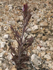 Cordylanthus kingii helleri
