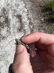 Pardalophora phoenicoptera