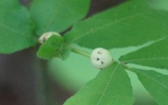 Phylloxera caryaecaulis