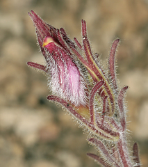 Cordylanthus kingii helleri