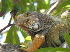Iguana iguana