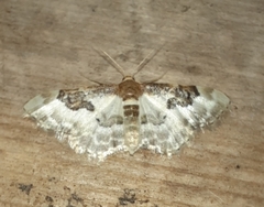 Idaea mustelata