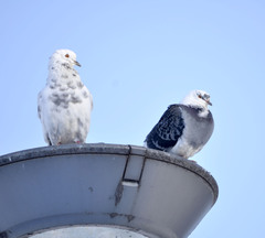 Columba livia domestica