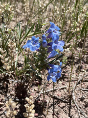 Penstemon angustifolius