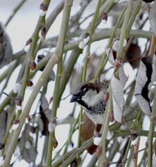 Passer domesticus