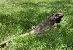 Cyclura pinguis