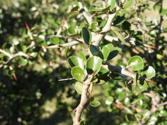 Condalia buxifolia