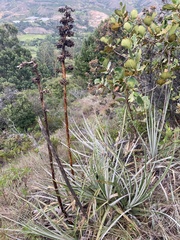 Puya bicolor