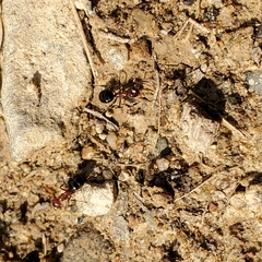Dolichoderus mariae