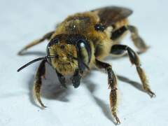 Megachile fortis