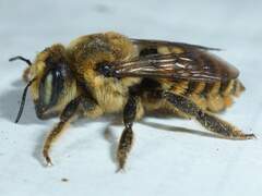 Megachile fortis