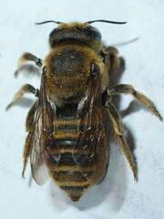 Megachile fortis