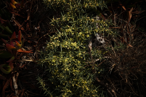 Asparagus aphyllus (Asparagus aphyllus)