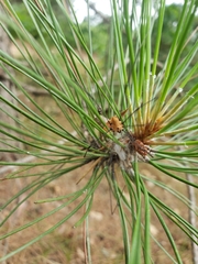Leiobunum aldrichi