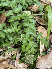 Pedicularis dudleyi